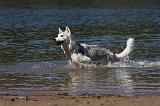 SIBERIAN HUSKY 584